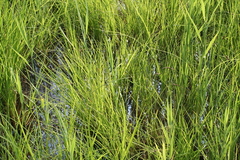 Killikus&reg; Fotographie